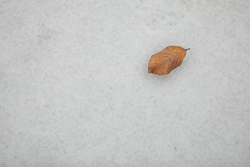 Winter cold leaf on the snow