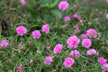 pink flowers