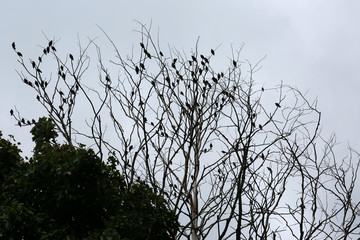 birds on the tree