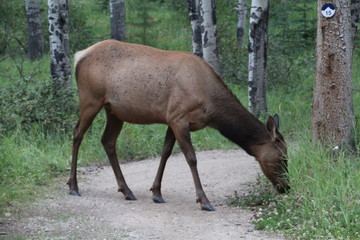 Naklejka na ściany i meble Elk On The Trail, Jasper National Park, Alberta