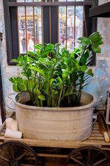 Green plant in white metal bucket placed on a wooden cart with white candles and pale rustic blue and white background and black window frame