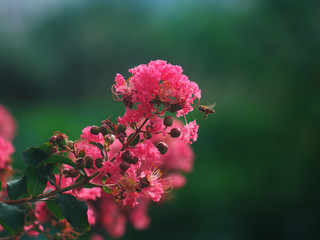 サルスベリと蜂