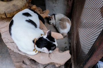Black and white and brown and white two cats sleeping 