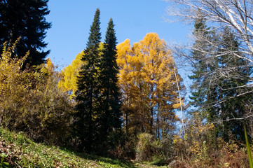 nature reserve, wildlife mixed forest is composed of different kinds of trees, hardwood and...
