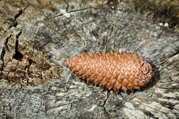 Fir Cone on the Stump