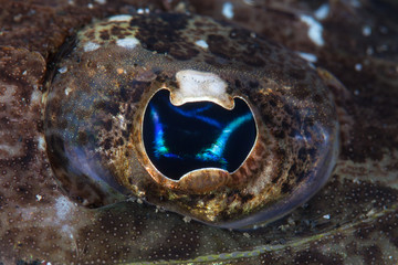 Detail of the Eye of Flathead, Thysanophrys sp., in Lembeh Strait