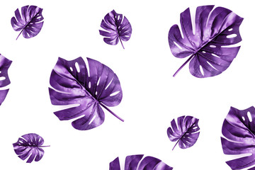 Leaves Monstera  Top View Flat Lay Group Objects. Background Toned purple trend