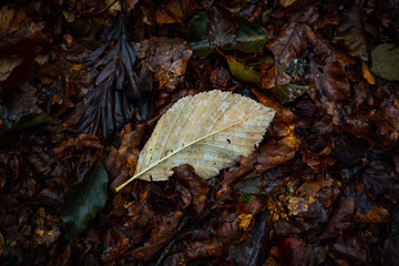 Leaf