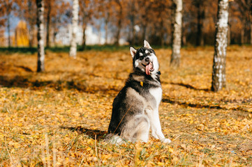 Closeup portrait of lovely fluffy mammal grey husky puppy with brown eyes. Beautiful adorable furry little dog at nature in autumn. Cute breeding pet have fun outdoor. Lonely wolfish carnivore animal.