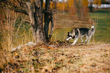 Closeup portrait of lovely fluffy mammal grey husky puppy with brown eyes. Beautiful adorable furry little dog at nature in autumn. Cute breeding pet have fun outdoor. Lonely wolfish carnivore animal.