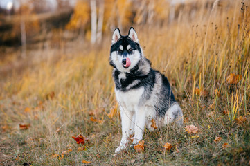 Closeup portrait of lovely fluffy mammal grey husky puppy with brown eyes. Beautiful adorable furry little dog at nature in autumn. Cute breeding pet have fun outdoor. Lonely wolfish carnivore animal.