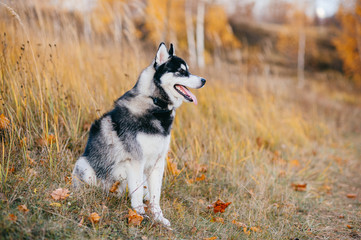 Closeup portrait of lovely fluffy mammal grey husky puppy with brown eyes. Beautiful adorable furry little dog at nature in autumn. Cute breeding pet have fun outdoor. Lonely wolfish carnivore animal.