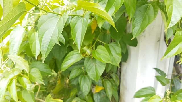 peel of sacha inchi, mani or star inca peas in garden on day noon light. Using gimbal equipment to shoot this footage.