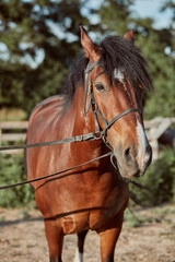Obraz premium Beautiful brown horse, close-up of muzzle, cute look, mane, background of running field, corral, trees