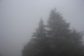 Silhouettes of pines trees in fog. The image is captured in the mountain called Sis of Trabzon city located in Black Sea region of Turkey. © theendup