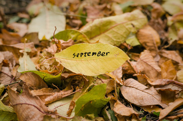 Yellow autumn leaf with the word September in green and yellow leaves fallen from the tree. Dried...
