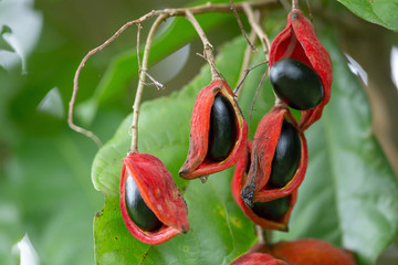 Sterculia monosperma, Thai chestnut, Red Chestnut on tree