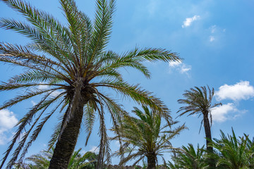 Obraz na płótnie Canvas Palm trees. Summer vacation.