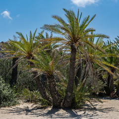 Obraz premium Palm forest. Summer vacation.