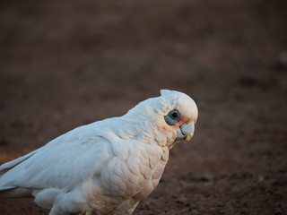 little corella, bare-eyed cockatoo, blood-stained cockatoo, short-billed corella, little cockatoo,...