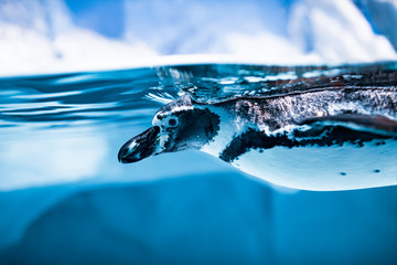 Humboldt Penguin (Spheniscus humboldti)
