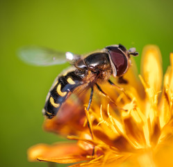 Bee collects nectar from flower crepis alpina