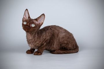 Devon rex cat on colored backgrounds