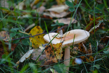 mushroom in the grass