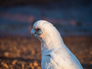 little corella, bare-eyed cockatoo, blood-stained cockatoo, short-billed corella, little cockatoo,...