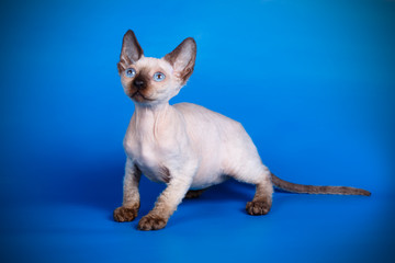 Devon rex cat on colored backgrounds