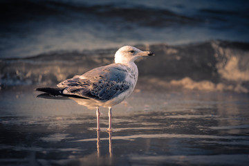 Möve genießt den Abend am Meer