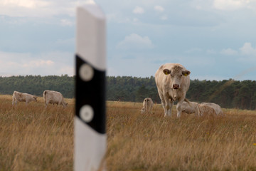 A cow stands on a village road