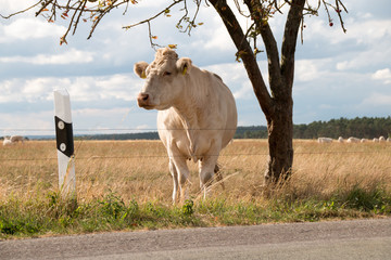 A cow stands curiously at a village road and looks after the traffic.