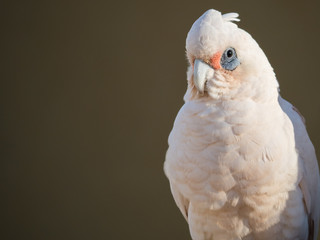 little corella, bare-eyed cockatoo, blood-stained cockatoo, short-billed corella, little cockatoo, blue-eyed cockatoo