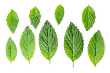 Mint different size leaves