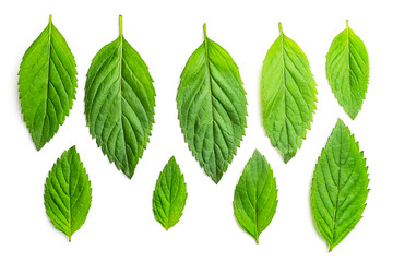 Set of mint leaves