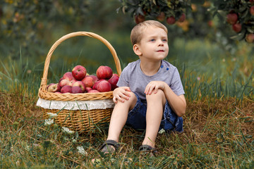 Boy wicker blond red green grass trees apple little help garden pick basket