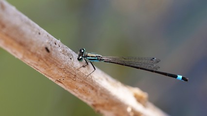 Libellule