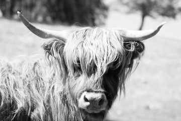 Schottische Highlands Kuh in schwarz-weiß