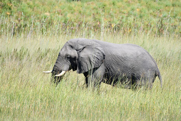 Naklejka na ściany i meble Elephant in Chobe National Park Botswana
