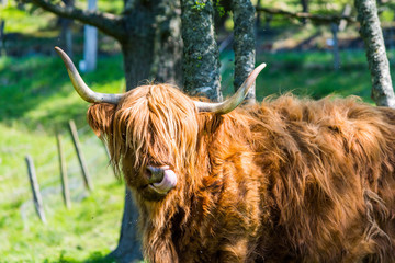 Scottish Highlands cow with its tongue 