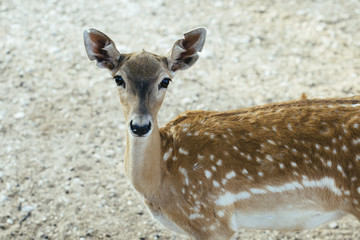 beautiful female fallow deer