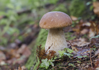 Fototapeta premium Porcini in the forest
