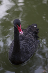 beautiful black swan in a lake