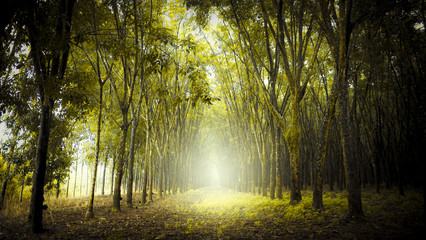 Trees in a yellow forest