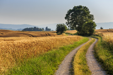 Fields of wheat and rye on the sunny slopes of Tuscany. Italy.