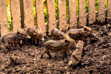 wild boar in the stable