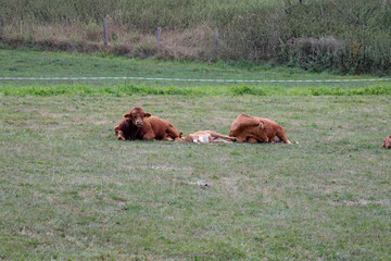 Group of brown cattles lying in green grass