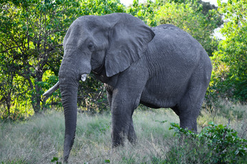 Fototapeta premium Elephant in Chobe National Park Botswana