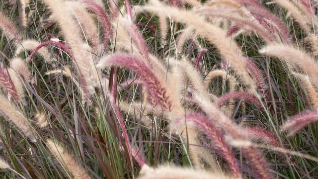 Grass flower in the field in summer time with wind blowing 